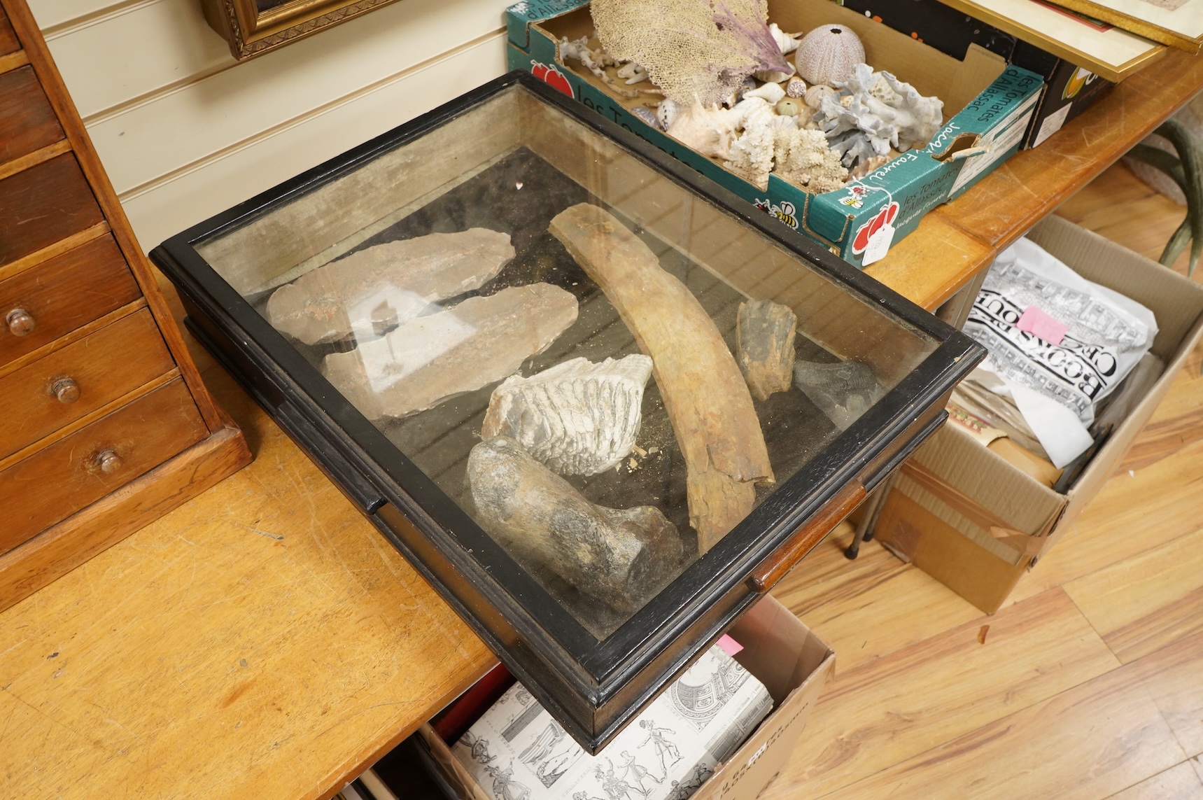 A selection of Natural History specimens to include a mammoth tooth, mammoth tusk fragments, mammoth toe bone, Megalodon tooth and a fish fossil in matrix, contained within an ebonised display cabinet